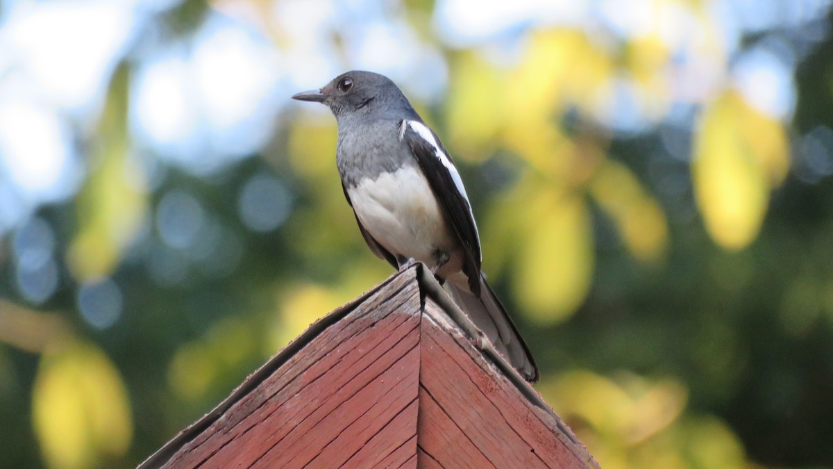 Oriental Magpie-Robin - ML620297289