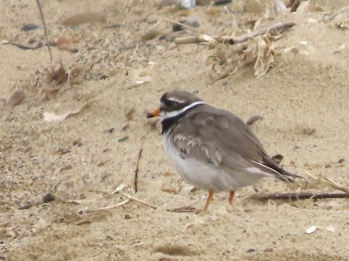 Common Ringed Plover - ML620297290