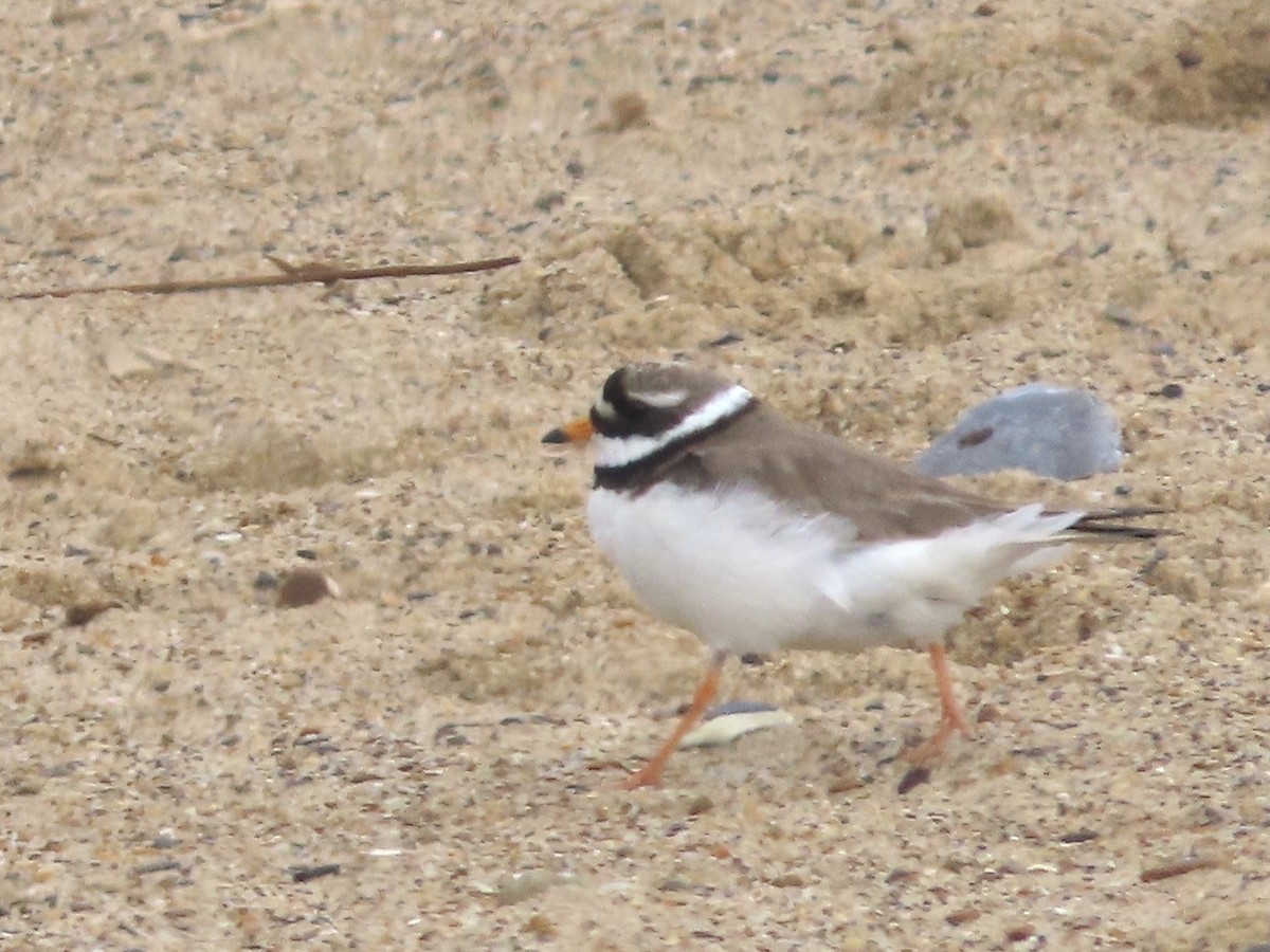 Common Ringed Plover - ML620297291