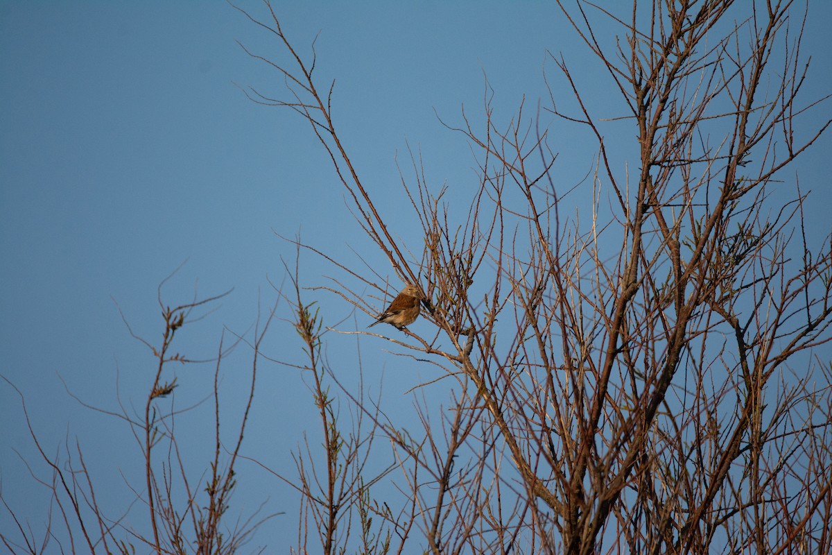 Eurasian Linnet - ML620297297