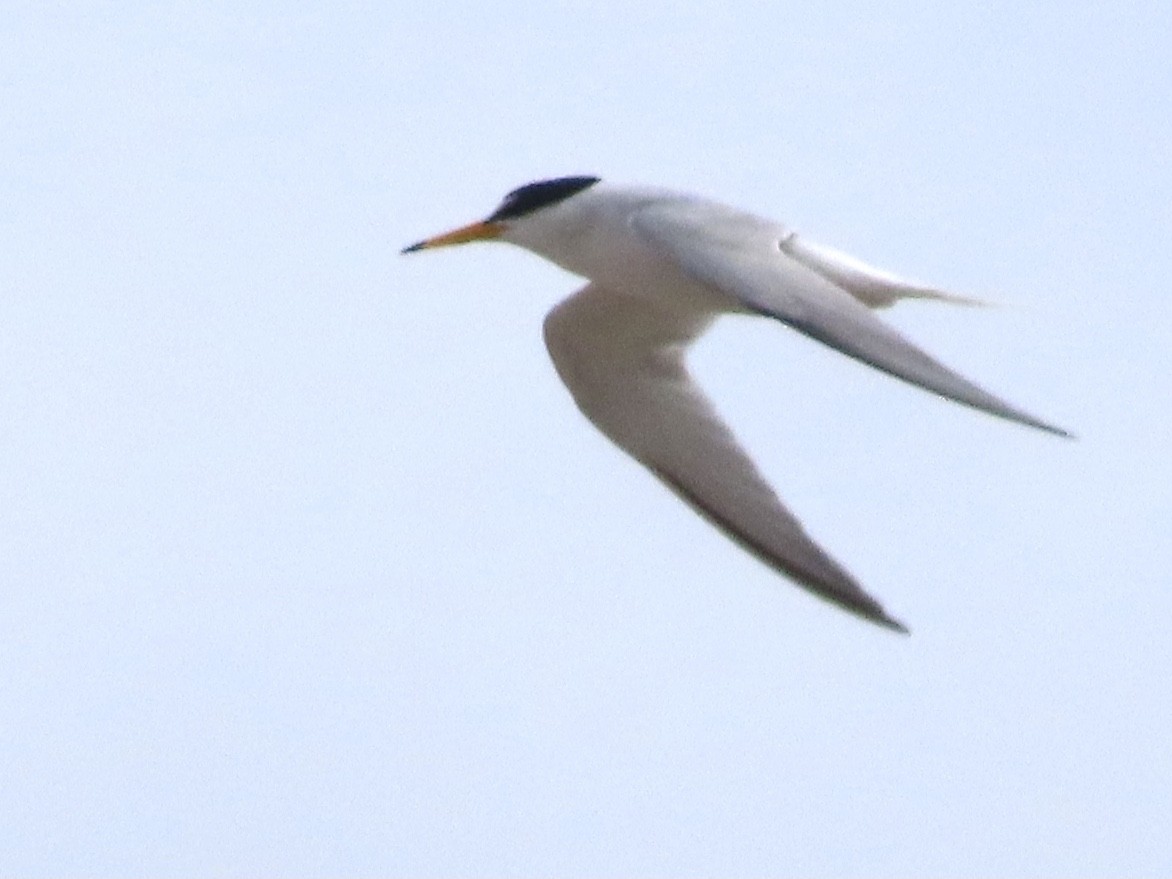 Little Tern - ML620297298