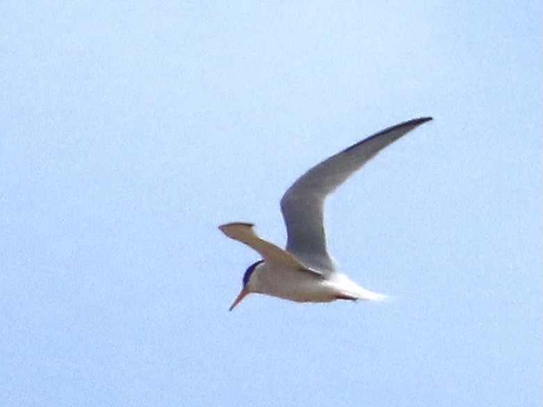 Little Tern - ML620297299