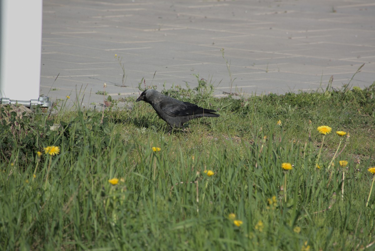 Eurasian Jackdaw - ML620297304