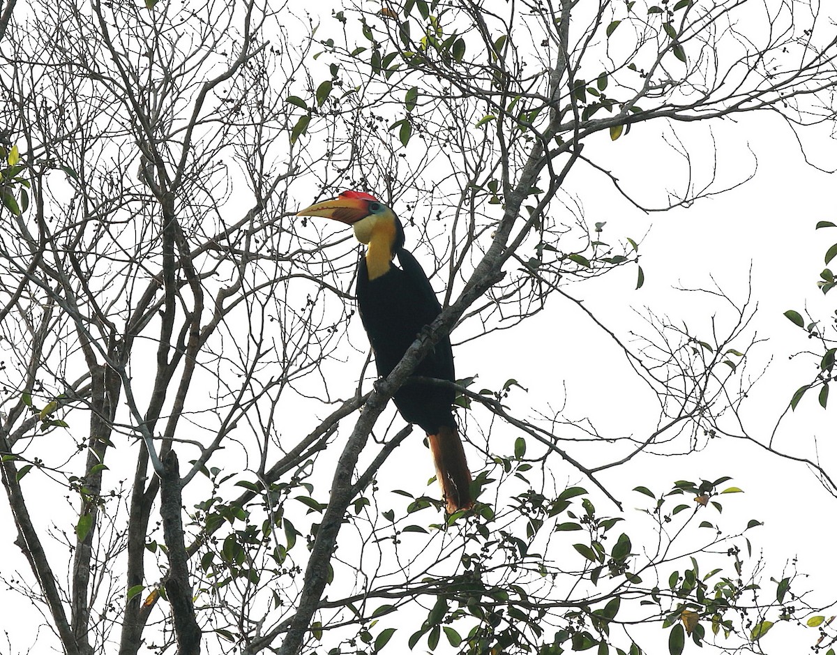 Wrinkled Hornbill - ML620297309