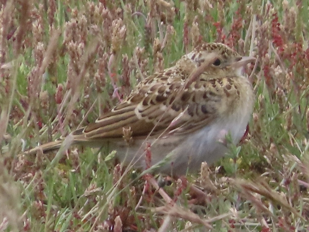 Eurasian Skylark - ML620297310