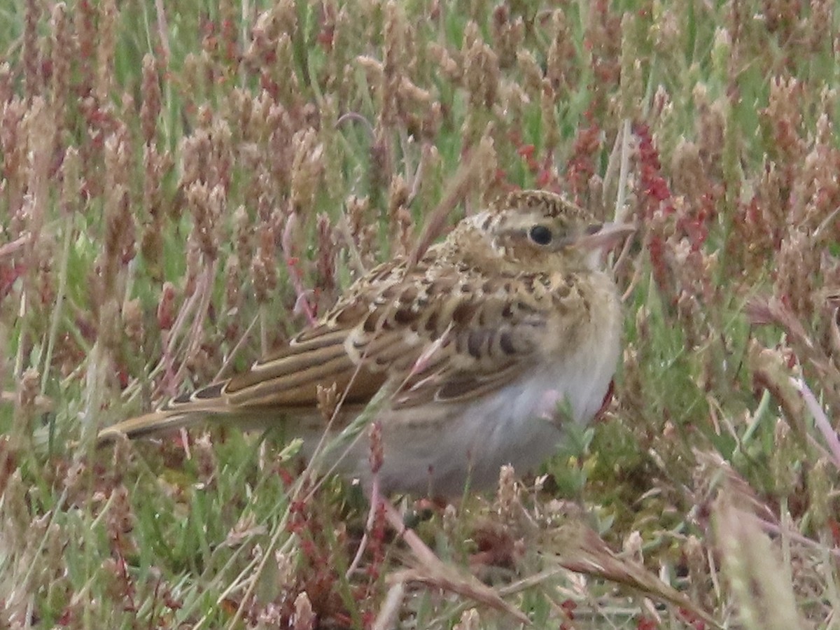 Eurasian Skylark - ML620297311