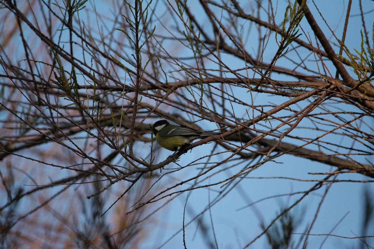 Great Tit - ML620297313