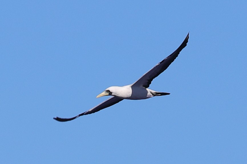 Masked Booby - ML620297317