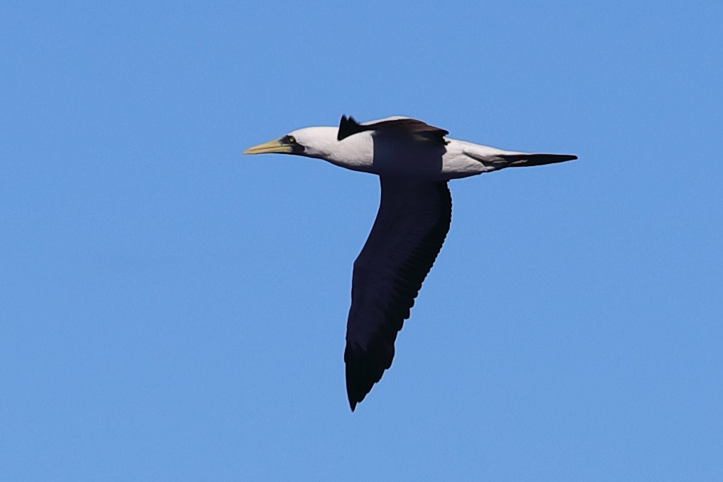 Masked Booby - ML620297319