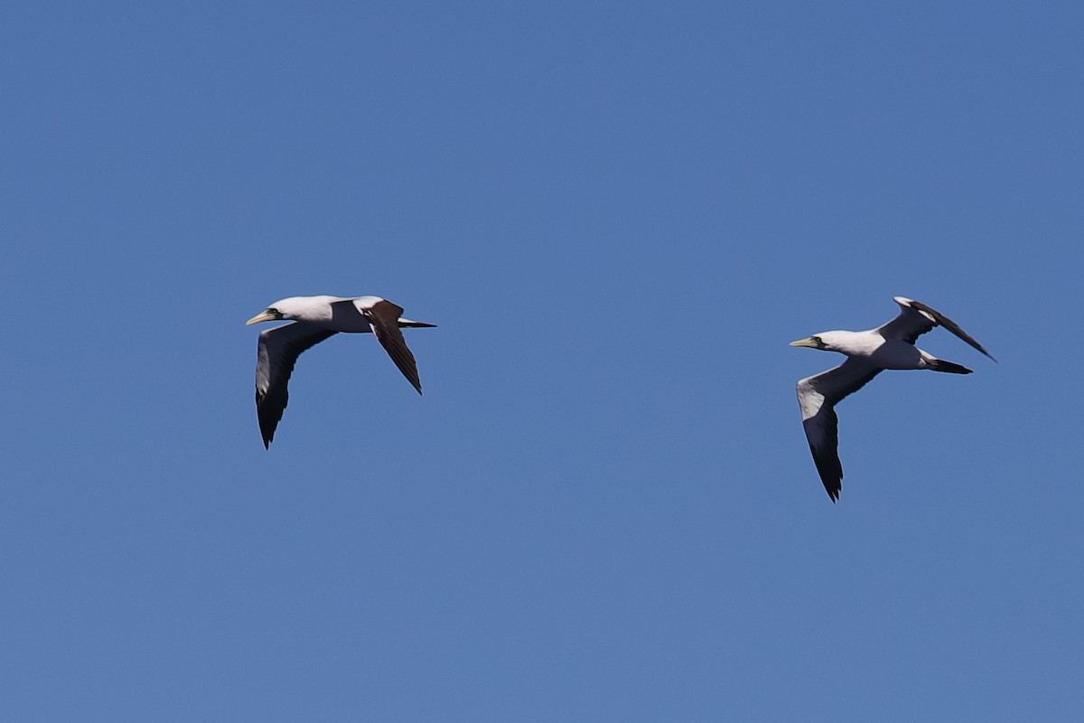 Masked Booby - ML620297320