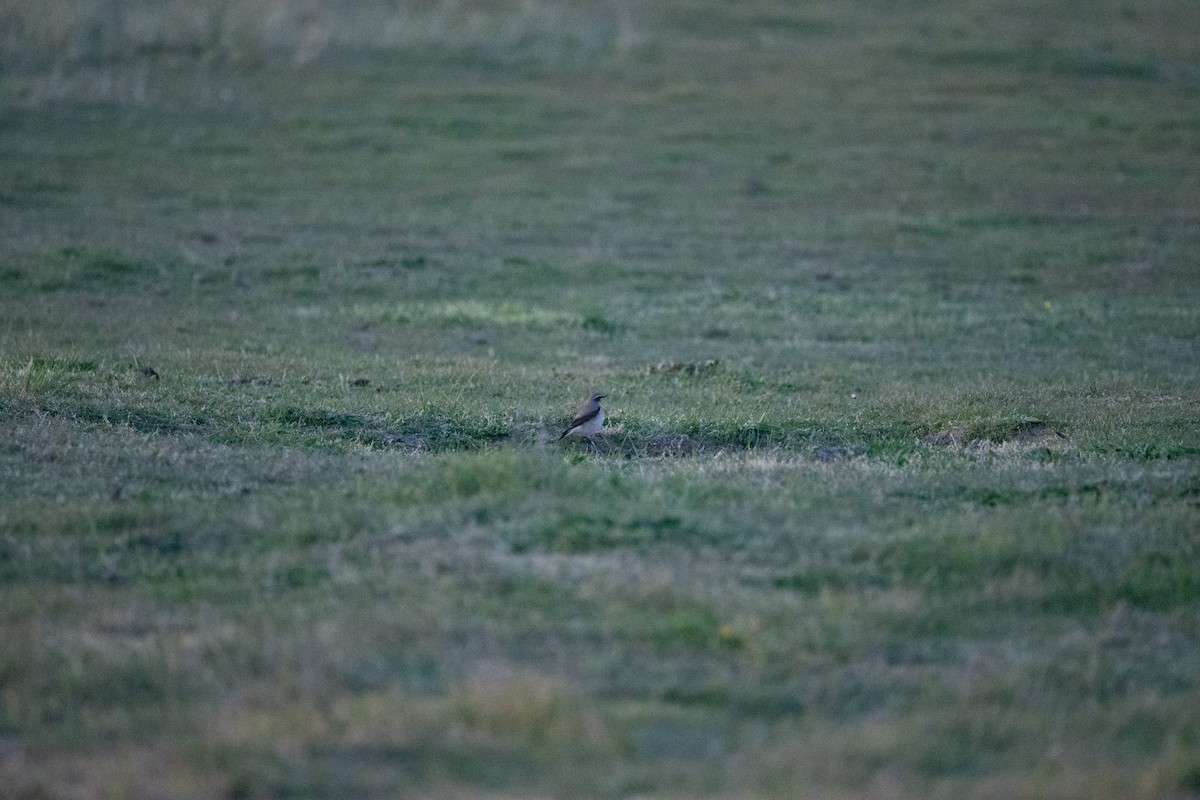 Northern Wheatear - ML620297322