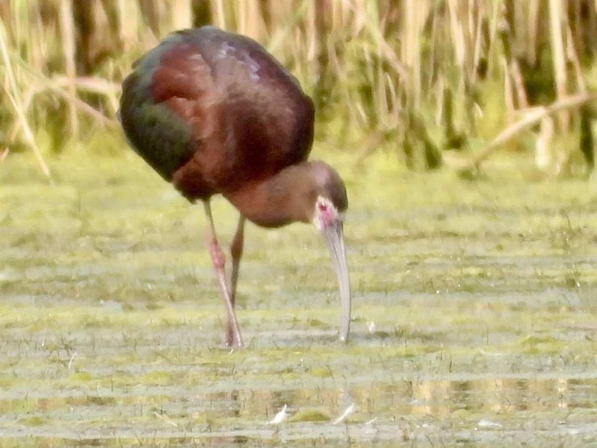 Ibis à face blanche - ML620297326