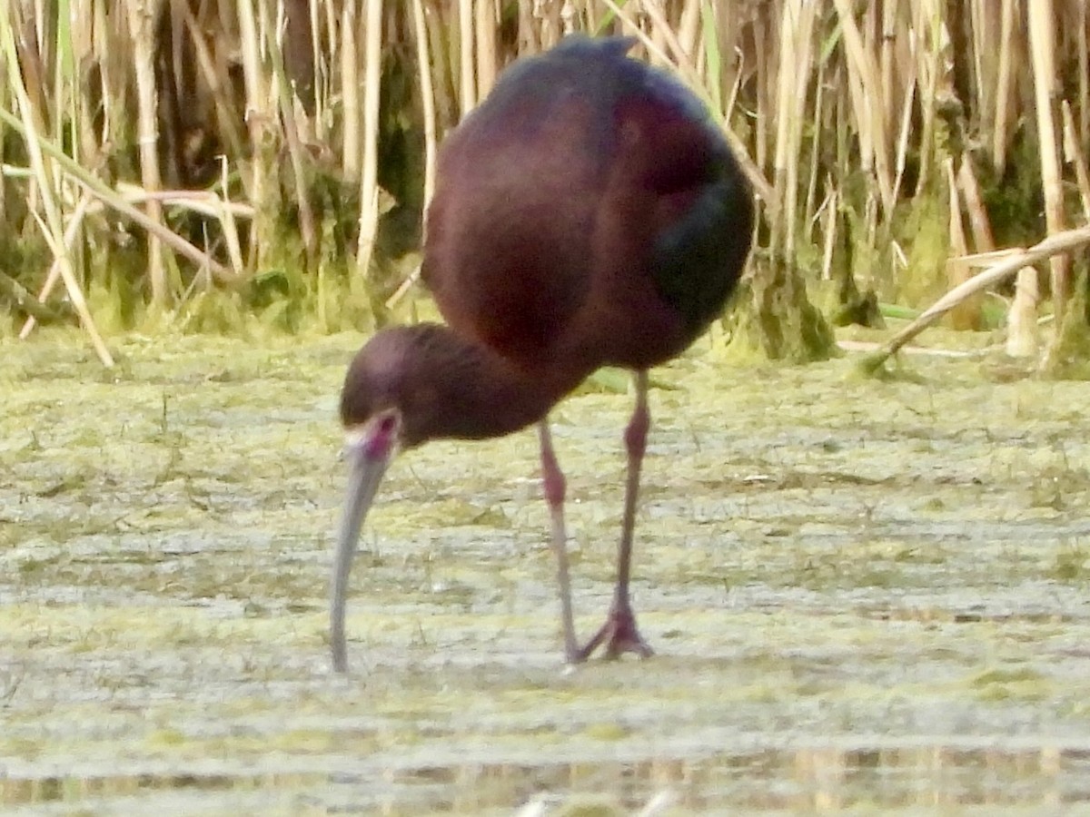 Ibis à face blanche - ML620297327