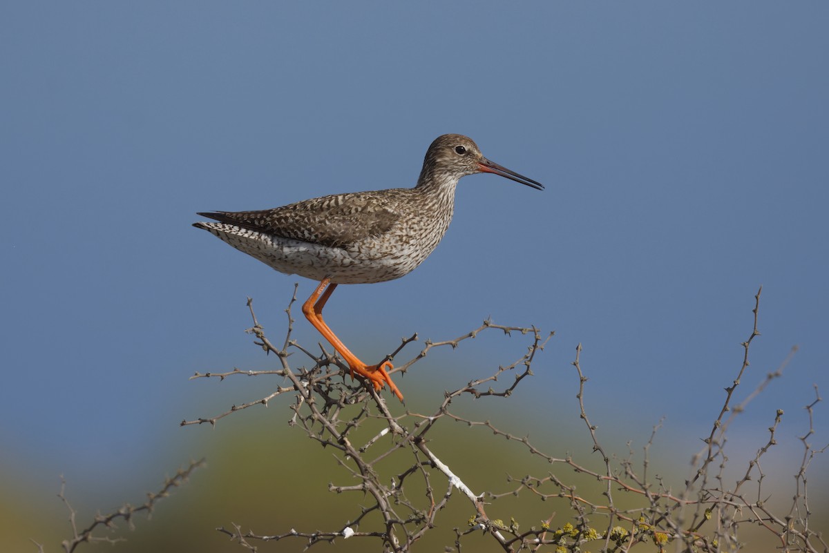 Common Redshank - ML620297331