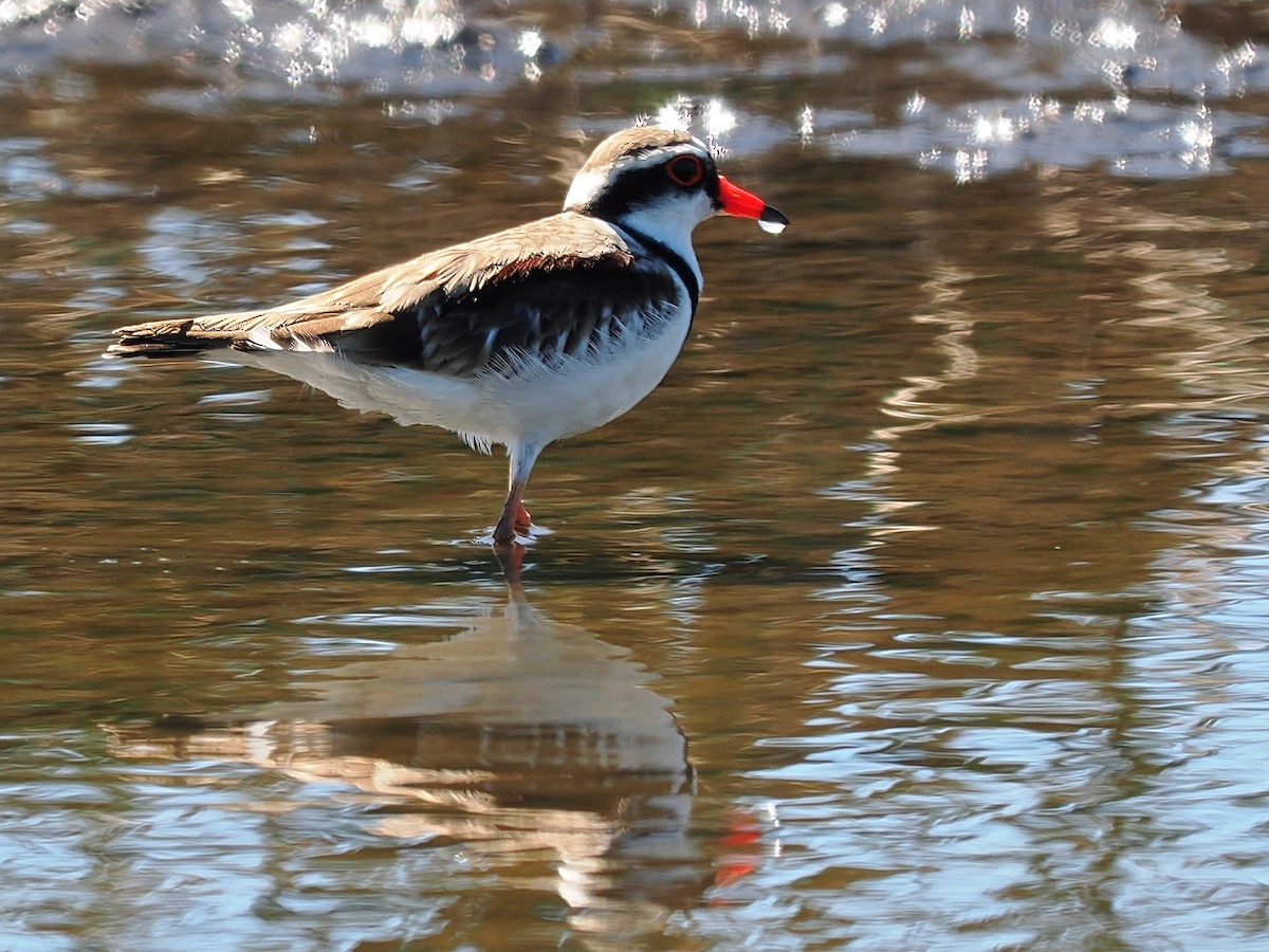 Black-fronted Dotterel - ML620297332