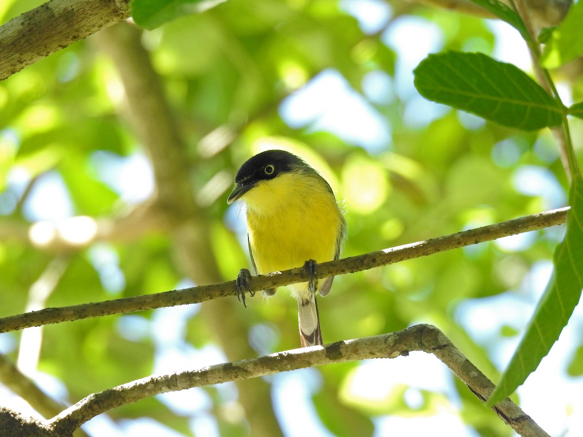 Common Tody-Flycatcher - ML620297335