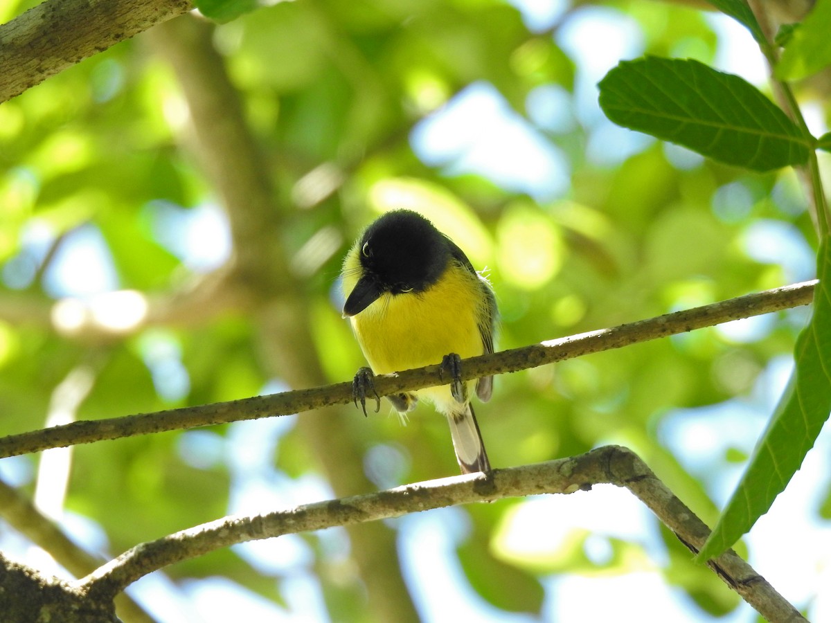 Common Tody-Flycatcher - ML620297336