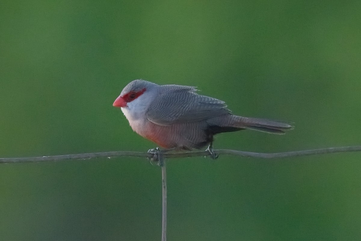 Common Waxbill - ML620297337