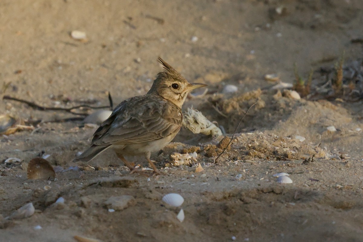 Crested Lark (Crested) - ML620297339