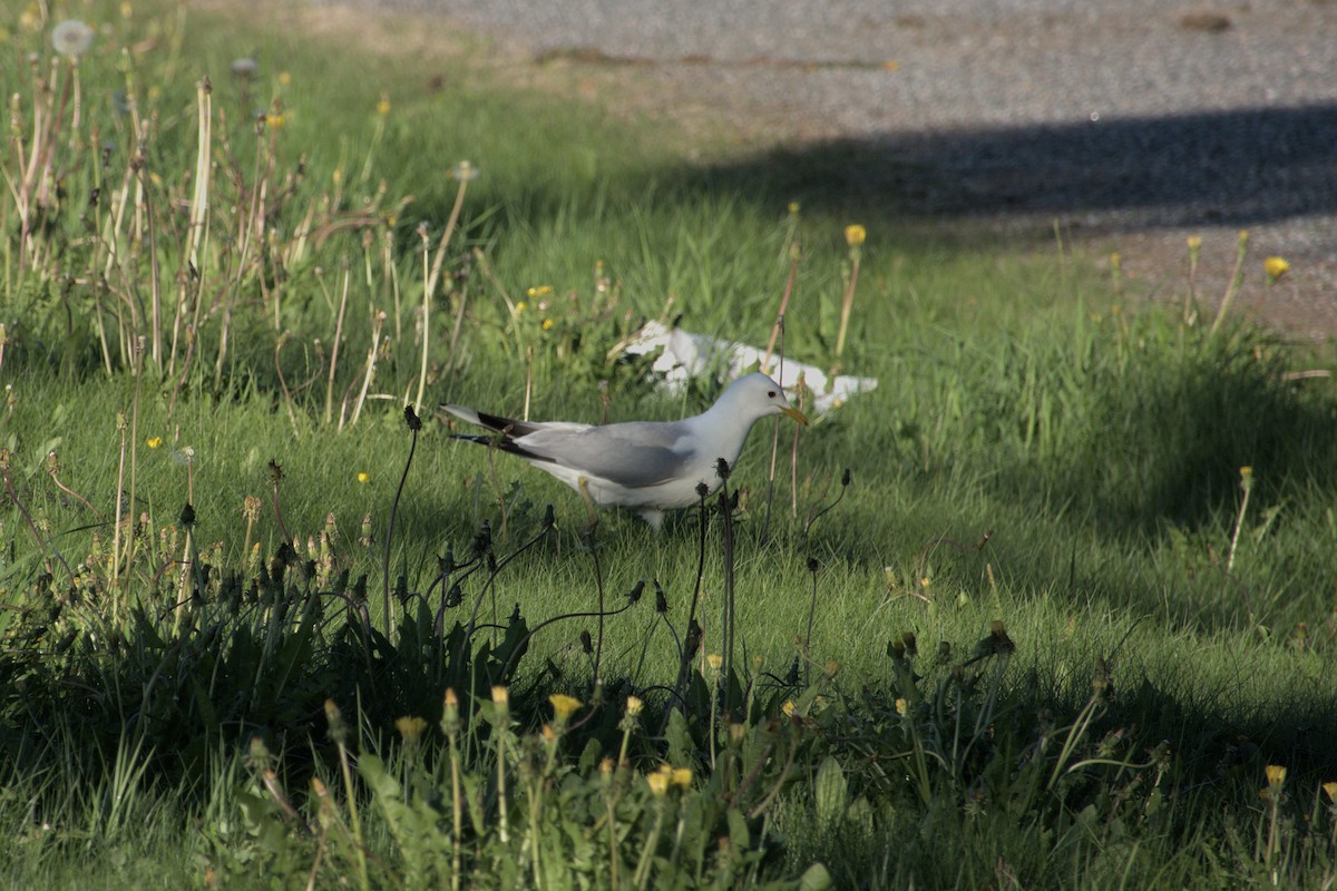 Herring Gull - ML620297344