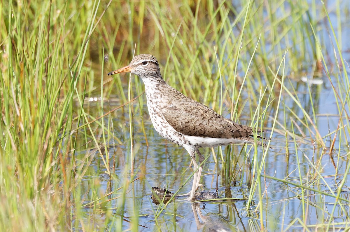 Spotted Sandpiper - ML620297347