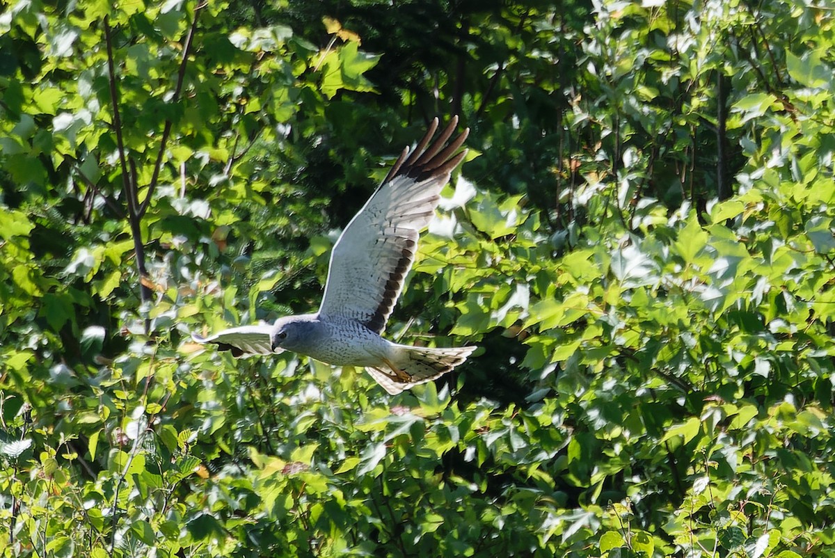 Northern Harrier - ML620297355