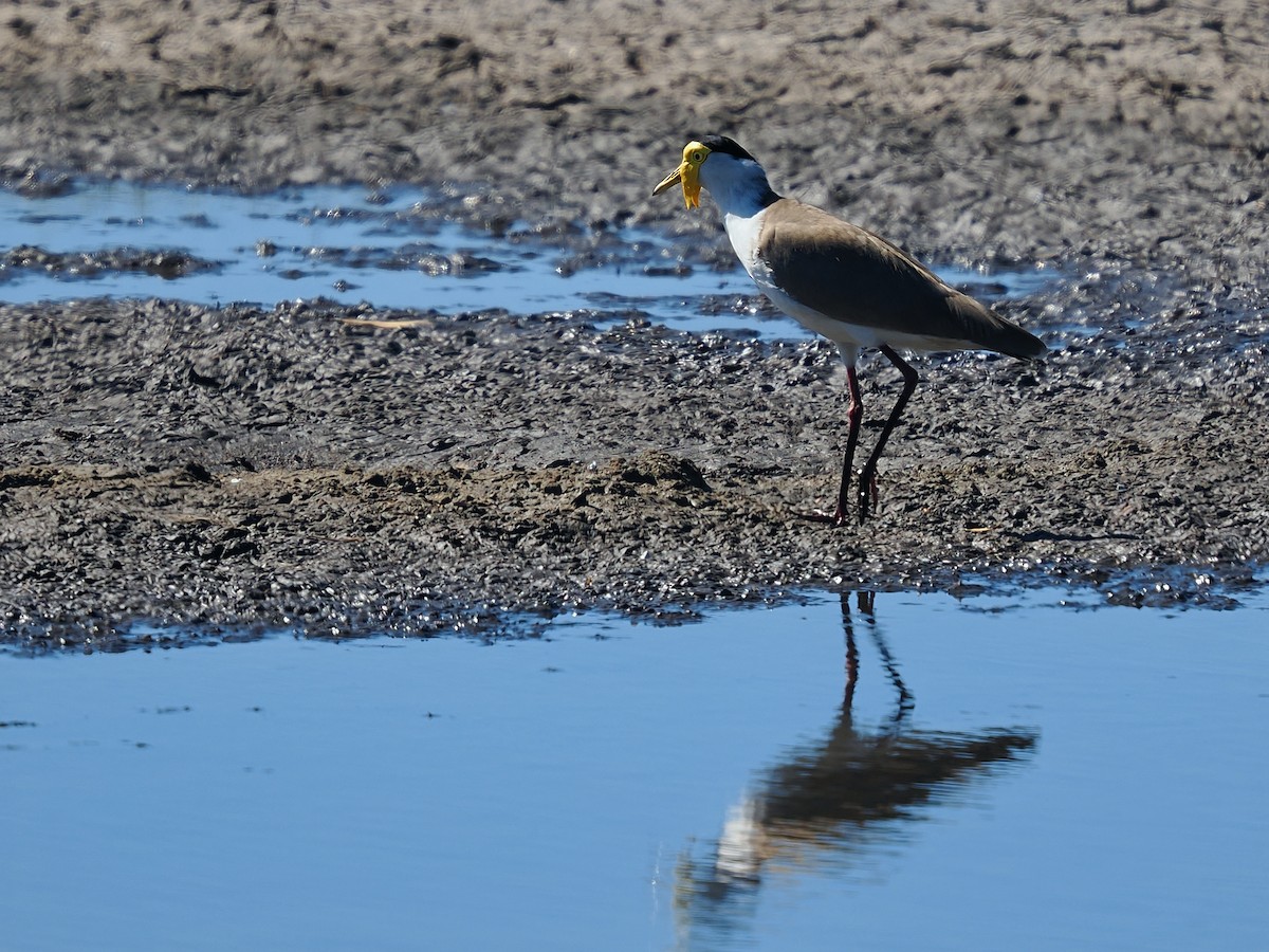 Masked Lapwing - ML620297371