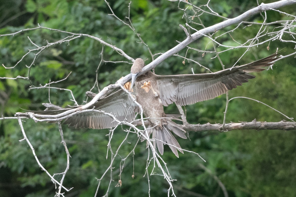 Brown Booby - ML620297378