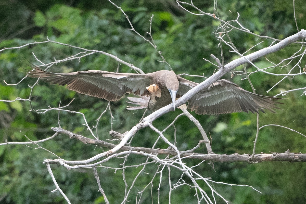 Brown Booby - ML620297379