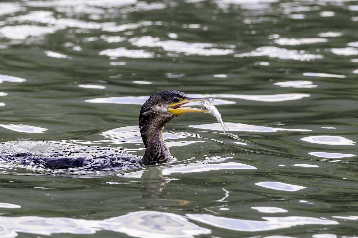 Neotropic Cormorant - ML620297382