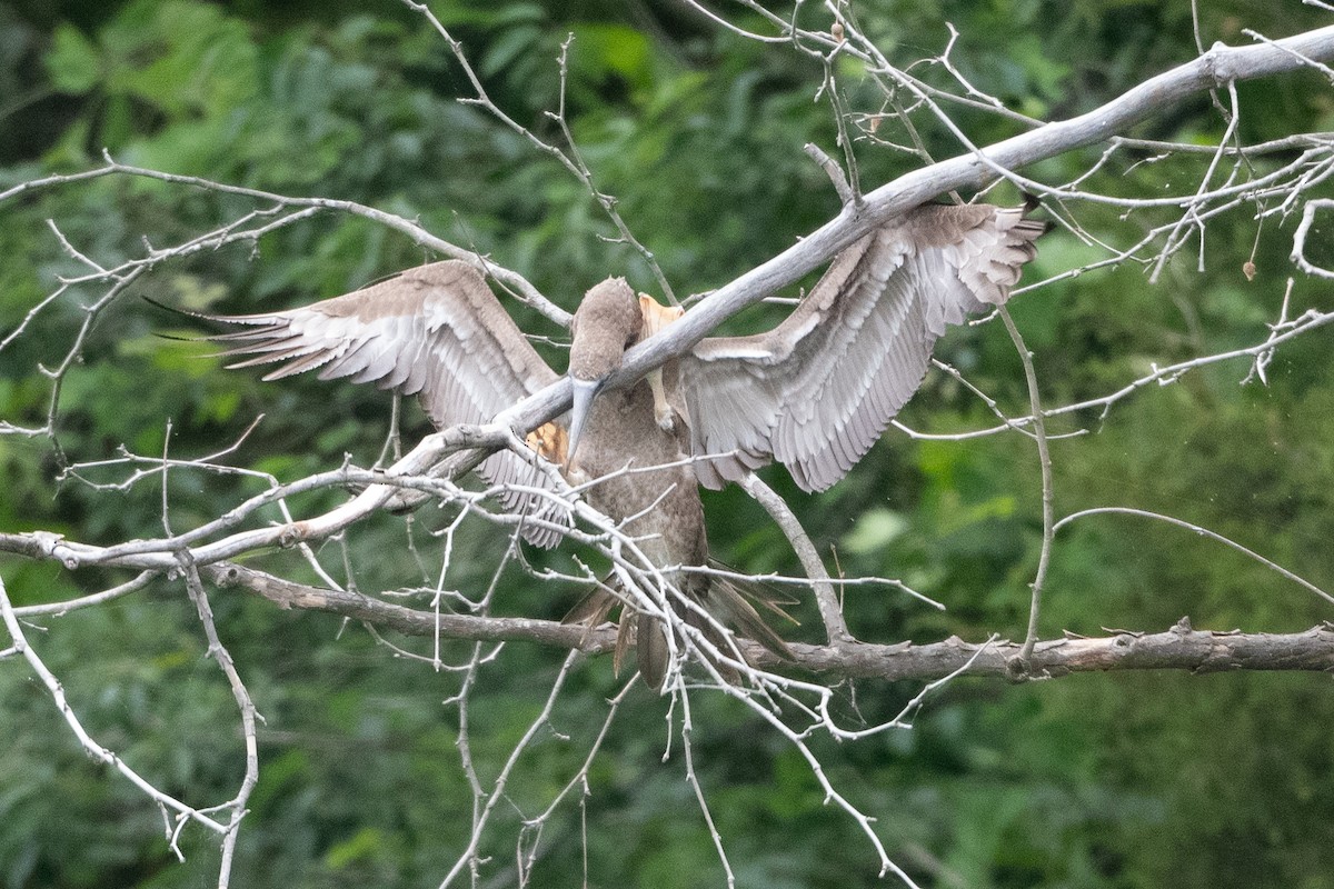 Brown Booby - ML620297384