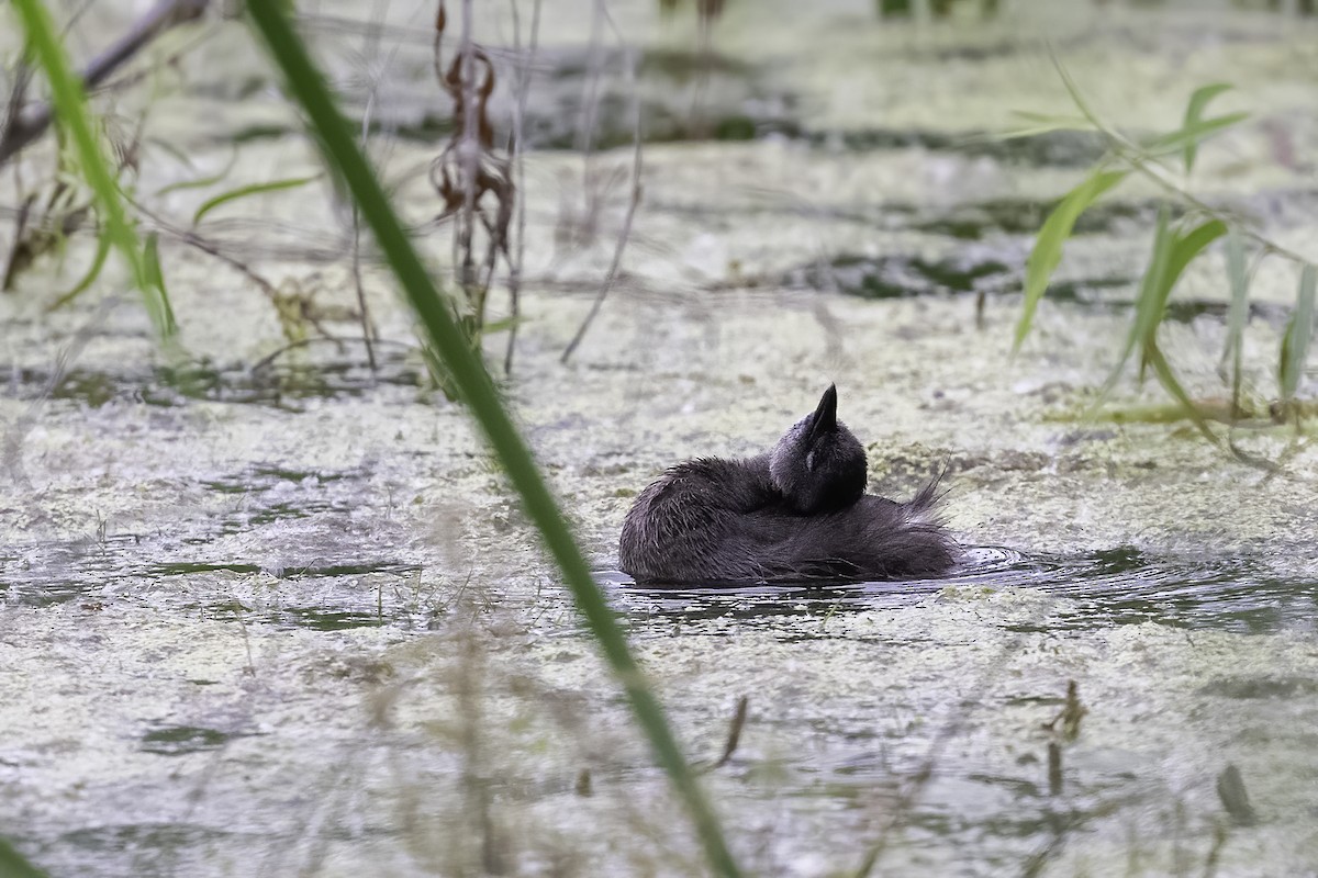 Least Grebe - ML620297388