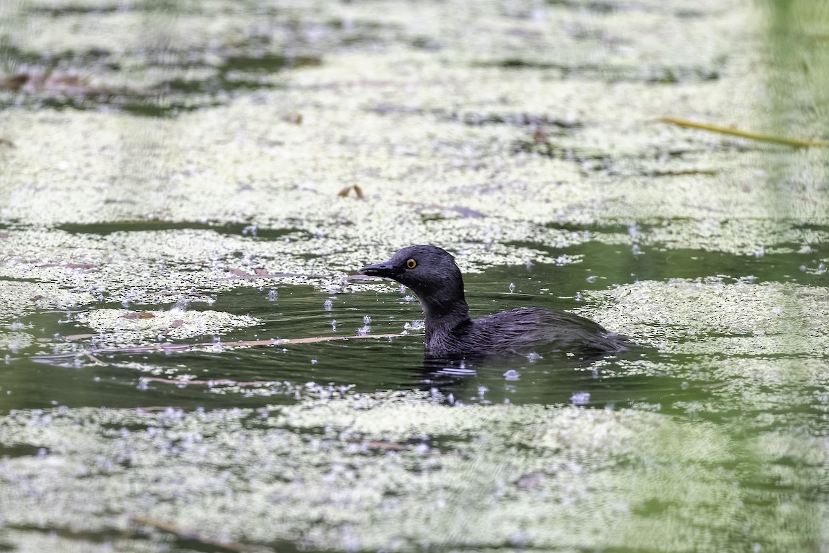 Least Grebe - ML620297389