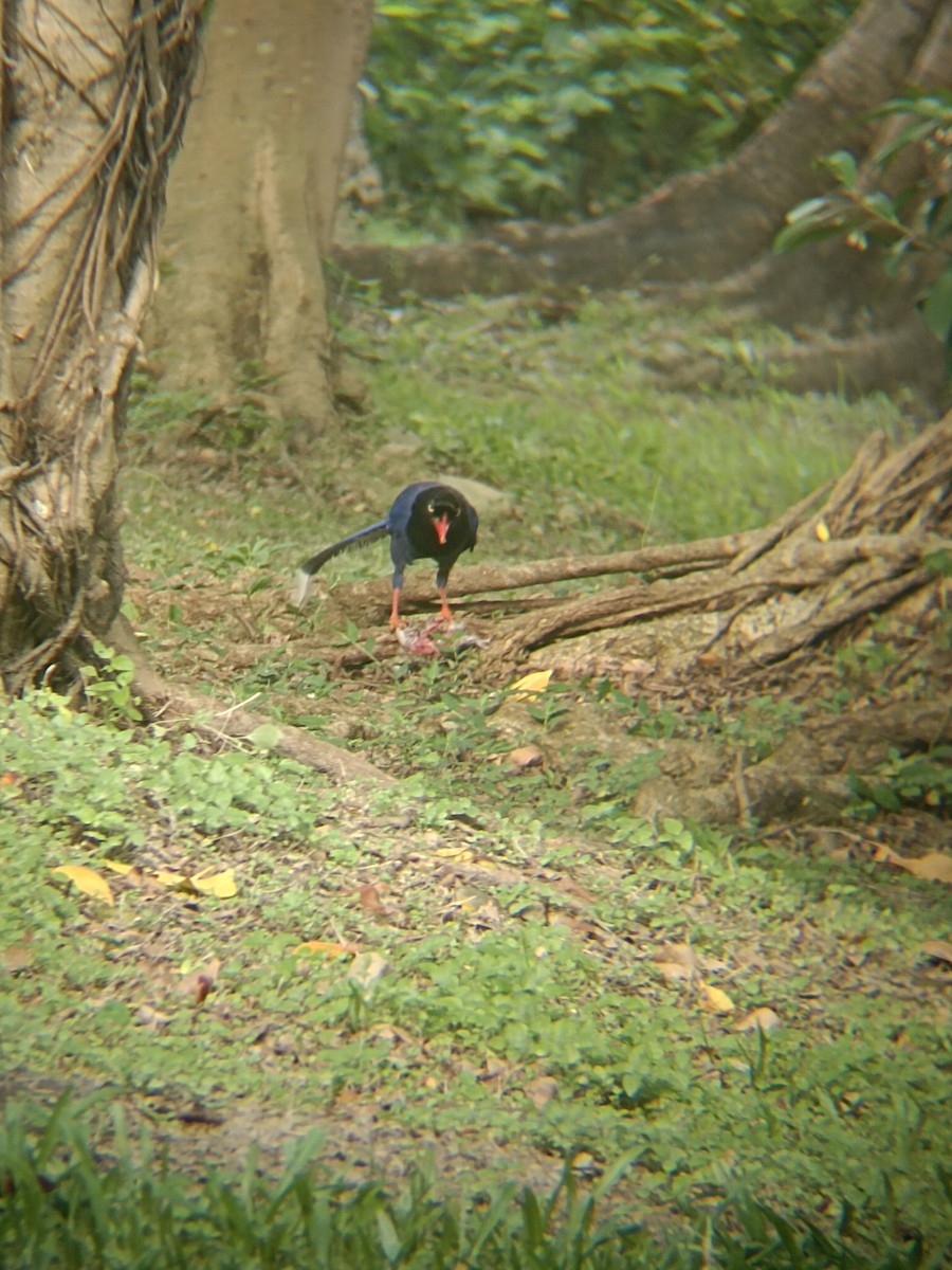 Taiwan Blue-Magpie - ML620297391