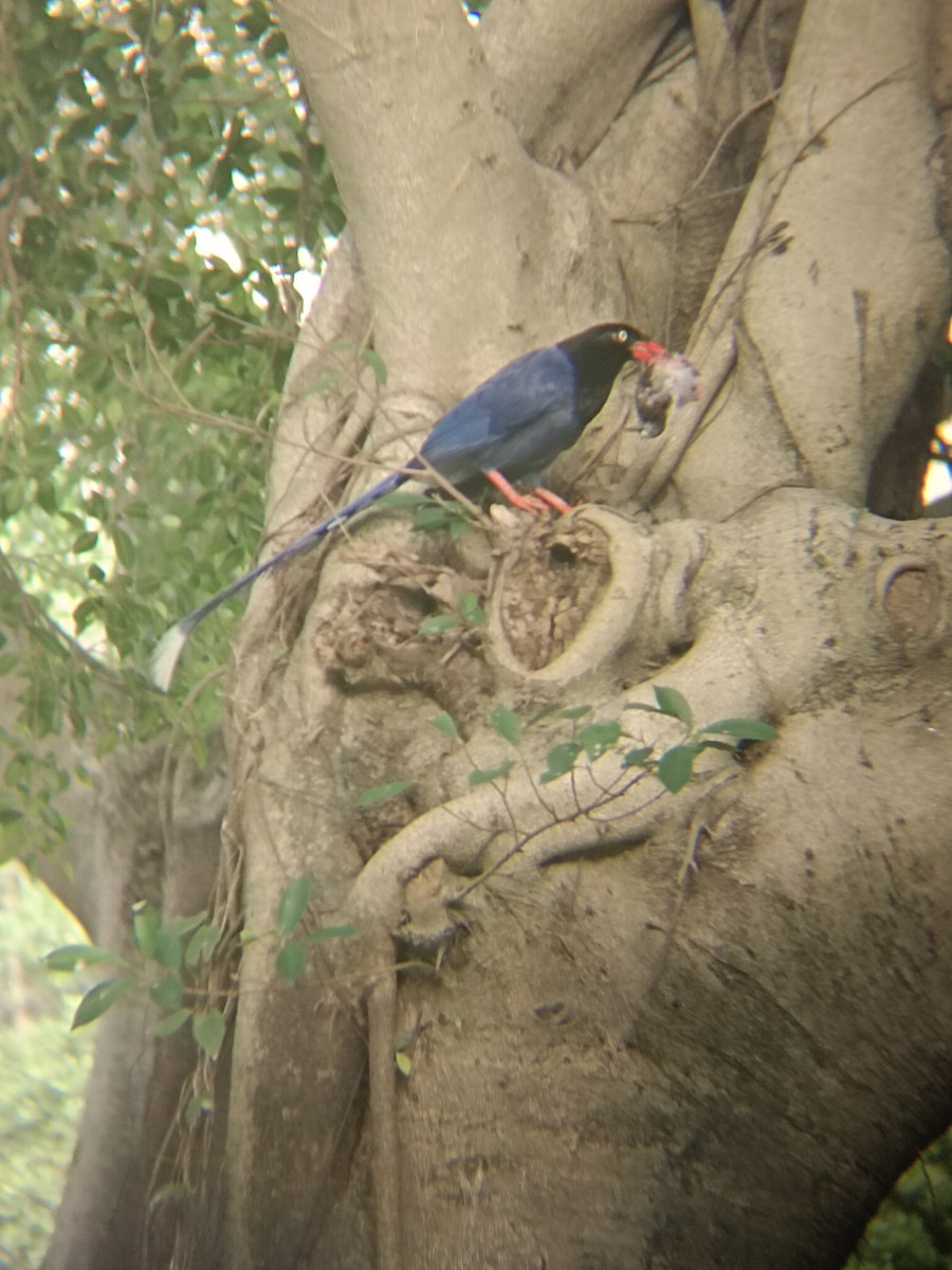 Taiwan Blue-Magpie - ML620297392