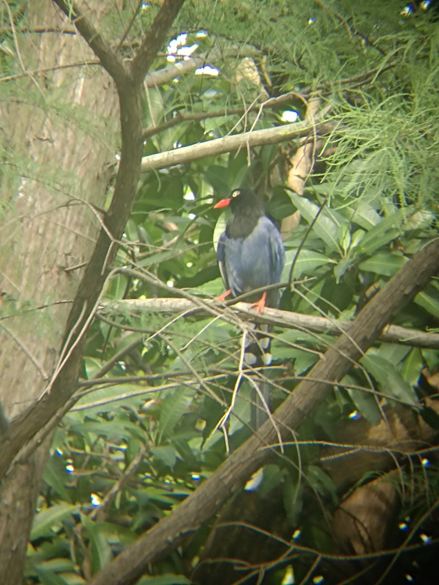 Taiwan Blue-Magpie - ML620297395