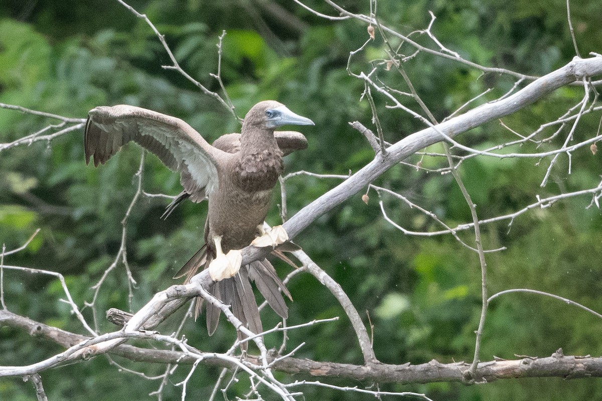 Brown Booby - ML620297396