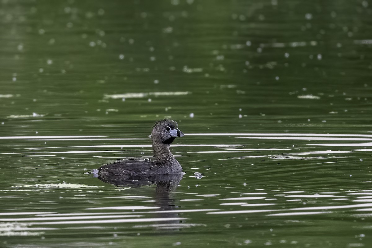 Pied-billed Grebe - ML620297398