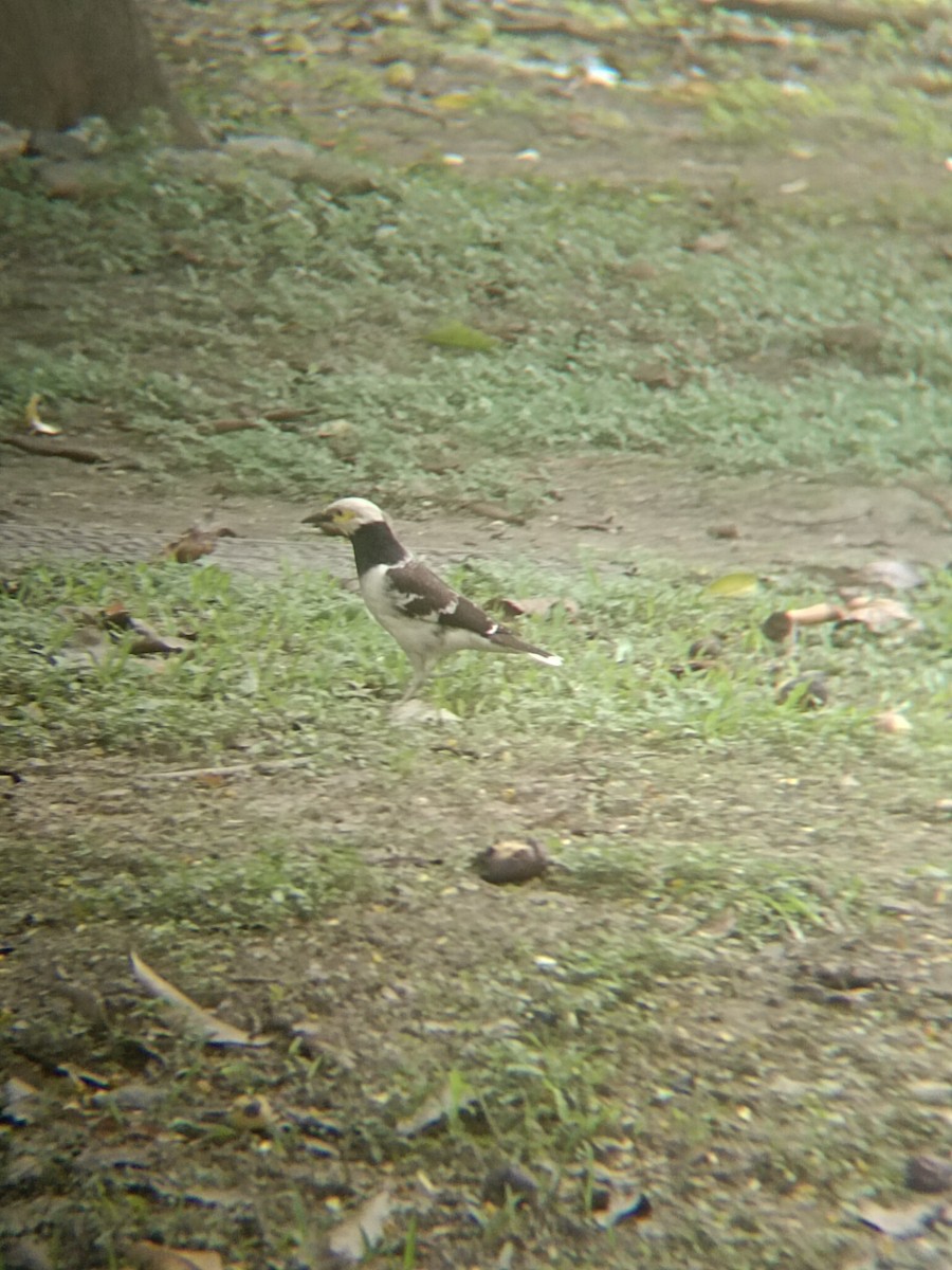 Black-collared Starling - ML620297402