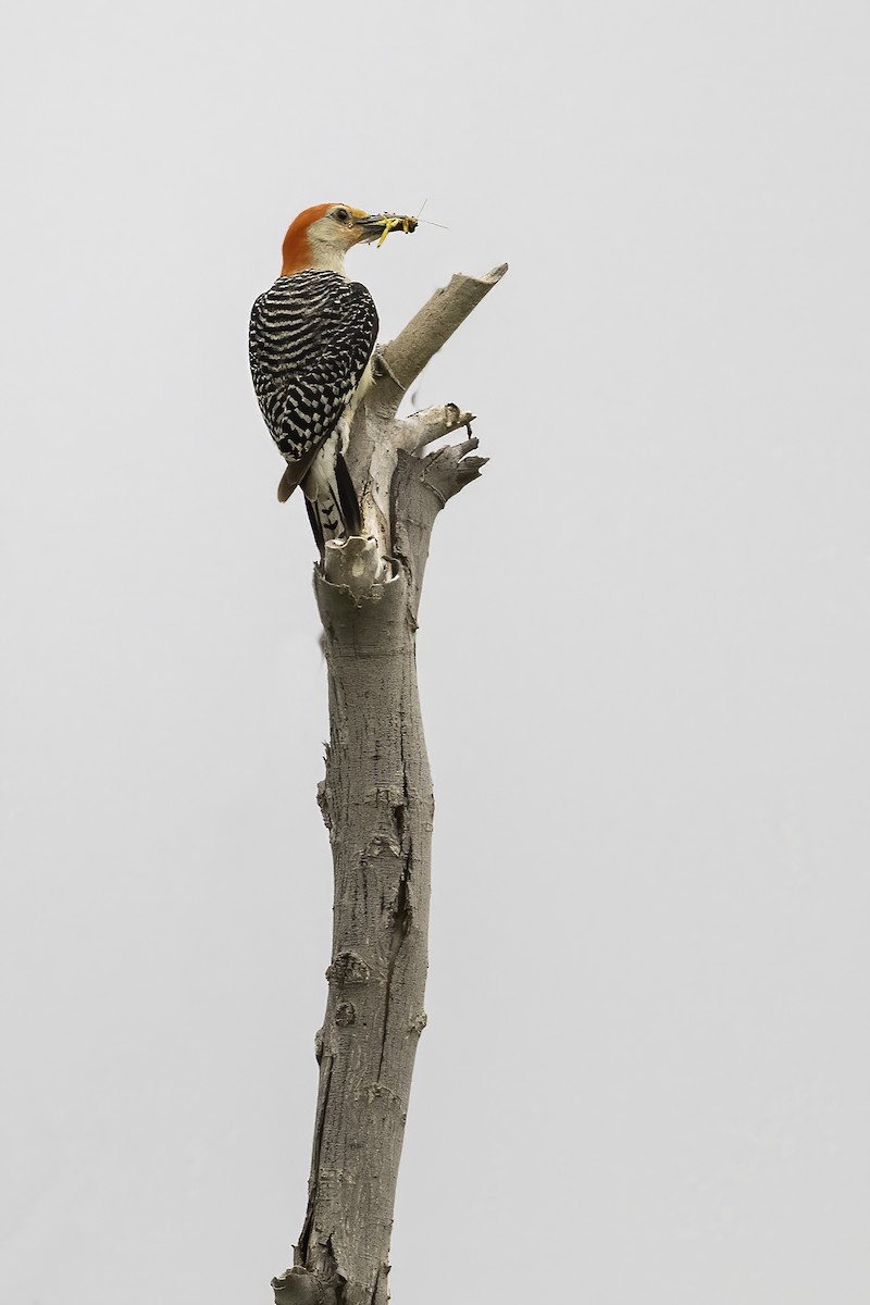 Red-bellied Woodpecker - ML620297404