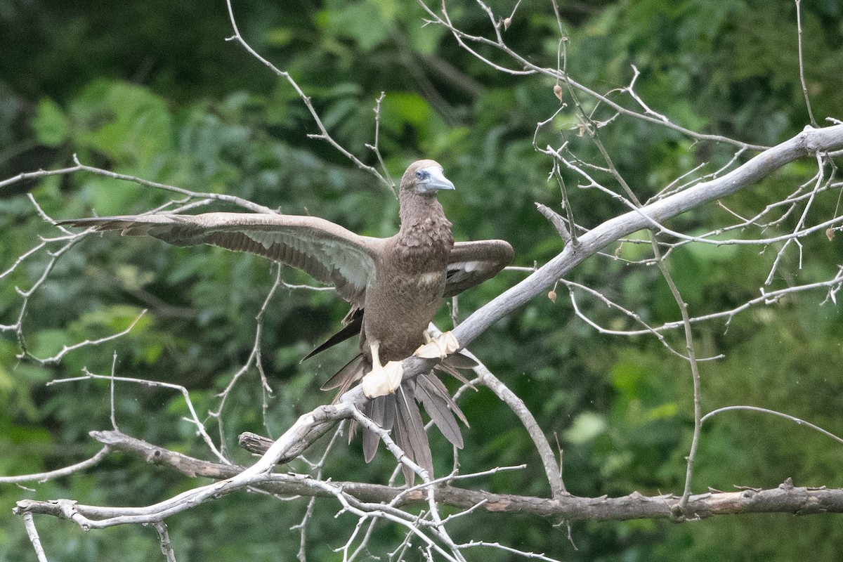 Brown Booby - ML620297405