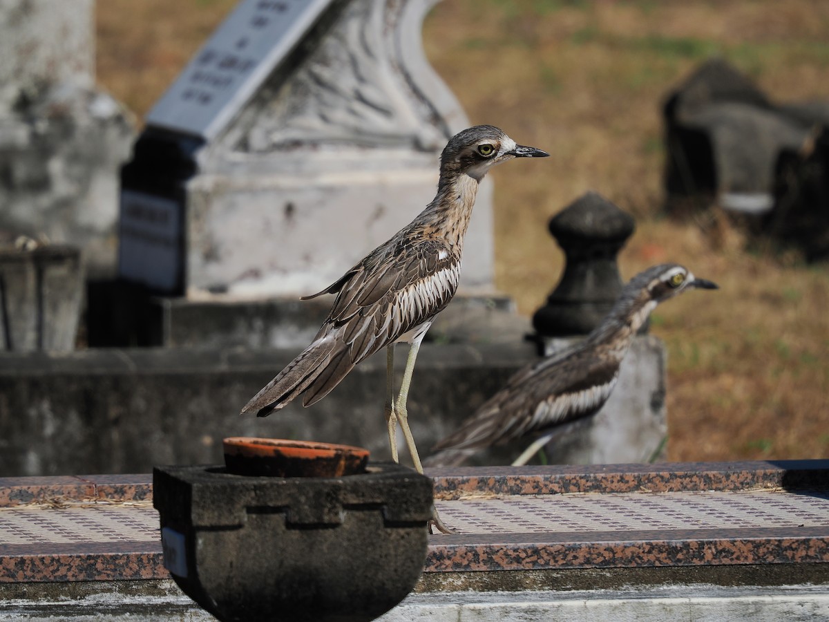 Bush Thick-knee - ML620297407