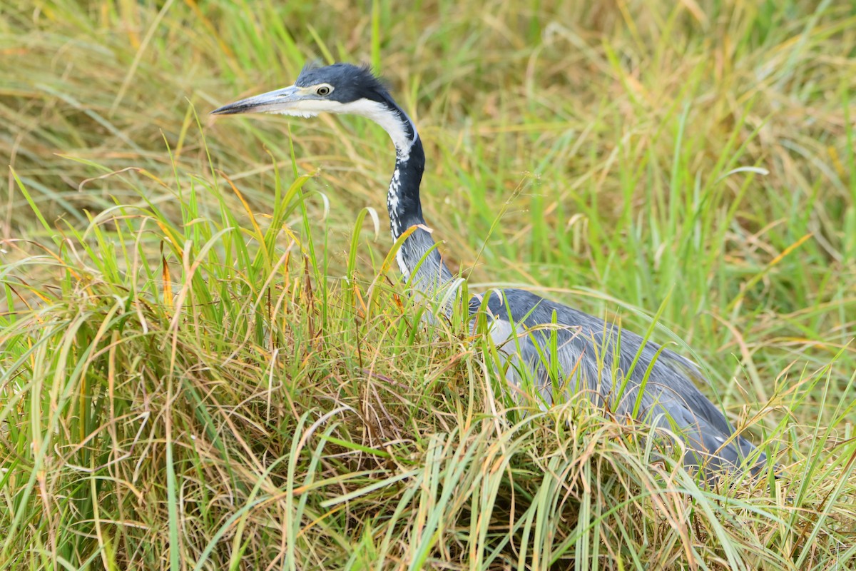 Black-headed Heron - ML62029741