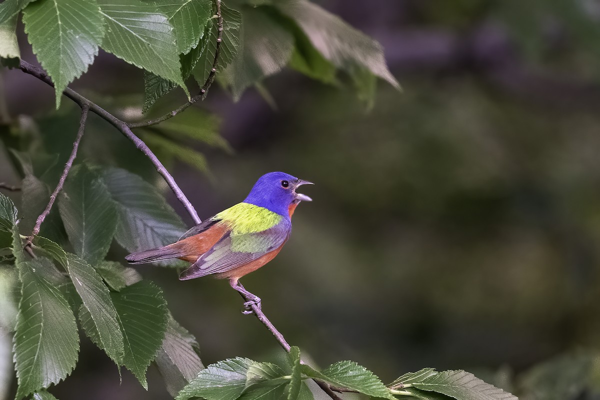 Painted Bunting - ML620297410