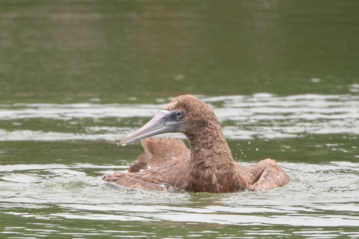 Brown Booby - ML620297413