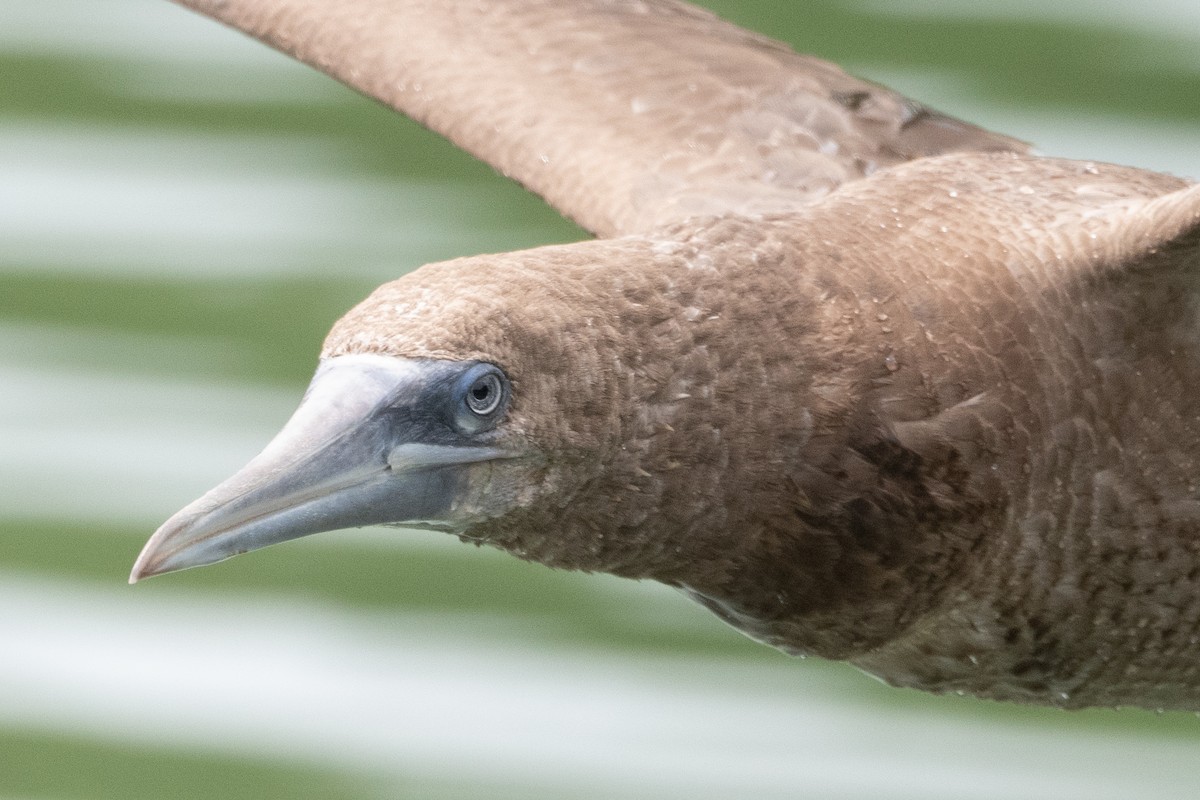 Brown Booby - ML620297414