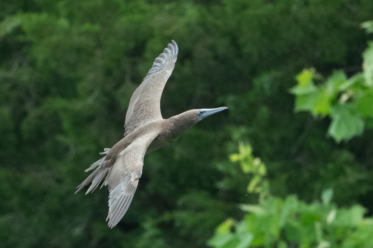 Brown Booby - ML620297415