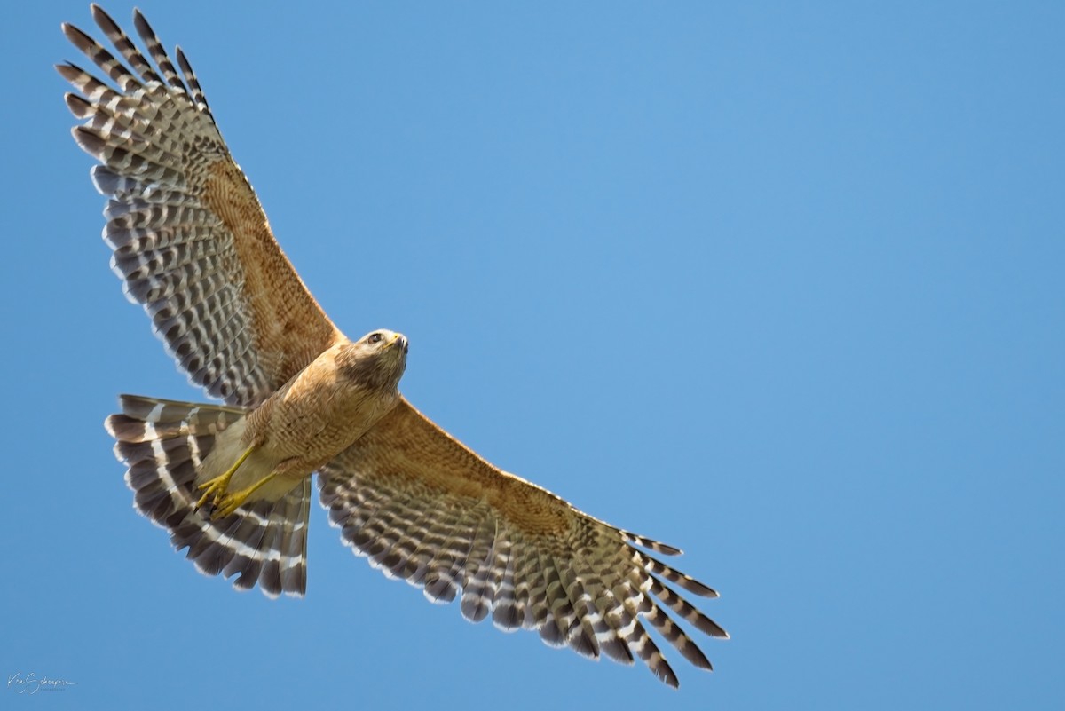 Red-shouldered Hawk - Ken Scheepers