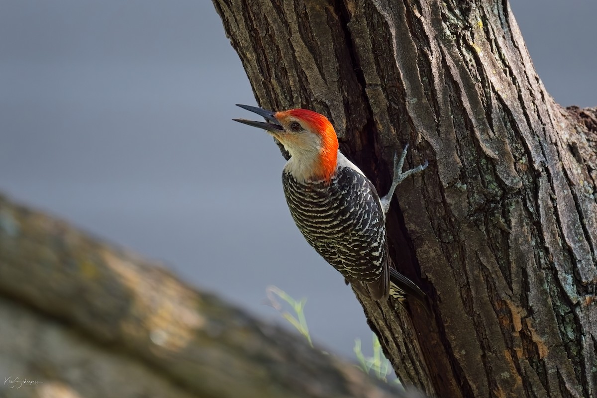 Red-bellied Woodpecker - ML620297427