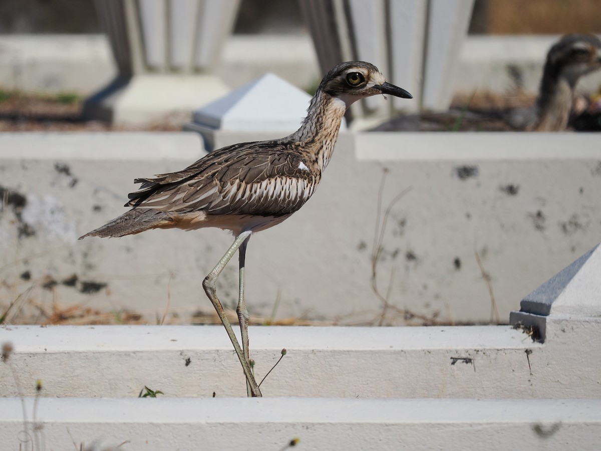 Bush Thick-knee - ML620297428